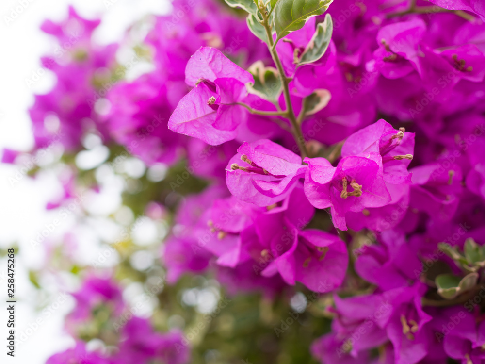 Beautiful flowering bougainvillea flower background in garden Beautiful flowering bougainvillea flower background in garden
