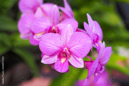 Beautiful pink orchid flower in garden at winter or spring day with blurred background