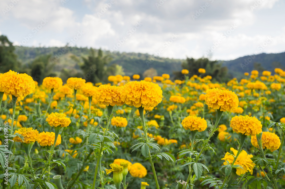 Marigold flowers in the meadow in the sunlight with nature landscape