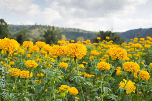 Marigold flowers in the meadow in the sunlight with nature landscape © apimook