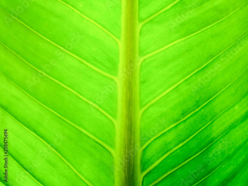 green leaf full frame picture photo