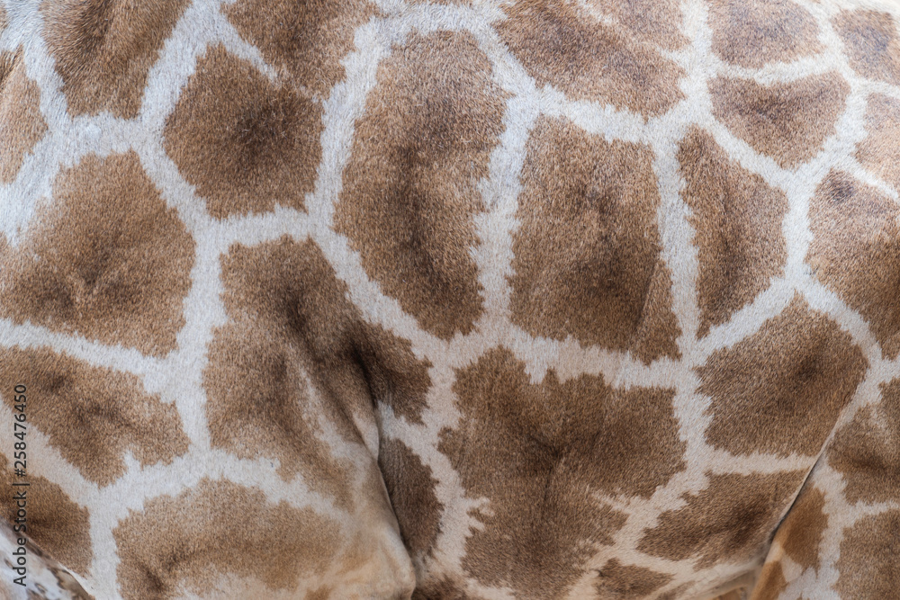 Skin giraffe texture. Skin giraffe texture.