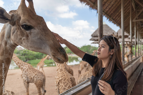 Photography Asian beautiful woman touch big giraffe on animal farm background