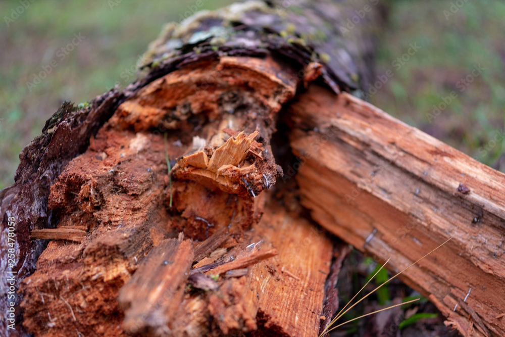 Selective focus of a broken pine tree by storm damage on roadside in rainforest.Toppled pine tree after strong wind with blurred forest background.
