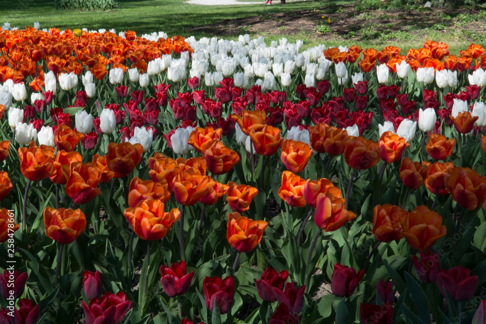 Tulipes au printemps Tulipes au printemps