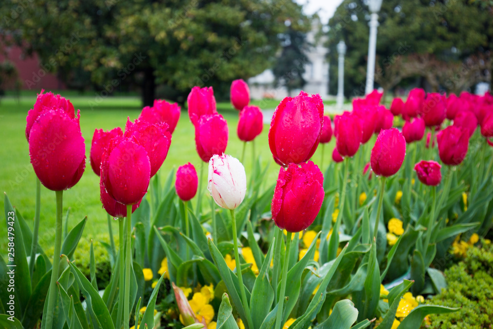 Fototapeta premium tulips in the garden