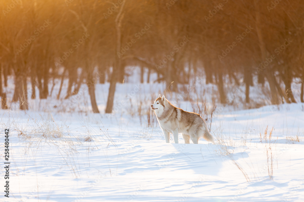 Beautiful, happy and cute beige and white dog breed siberian husky standing on the snow in the winter forest at golden sunset Beautiful, happy and cute beige and white dog breed siberian husky standing on the snow in the winter forest at golden sunset