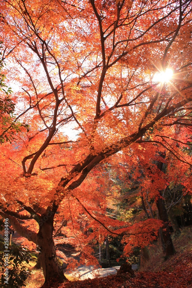秋の紅葉の風景