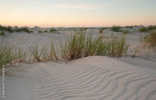 Grass growing in sand dunes at the beach of a swedish national park