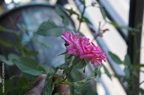 Pink rose in balcony