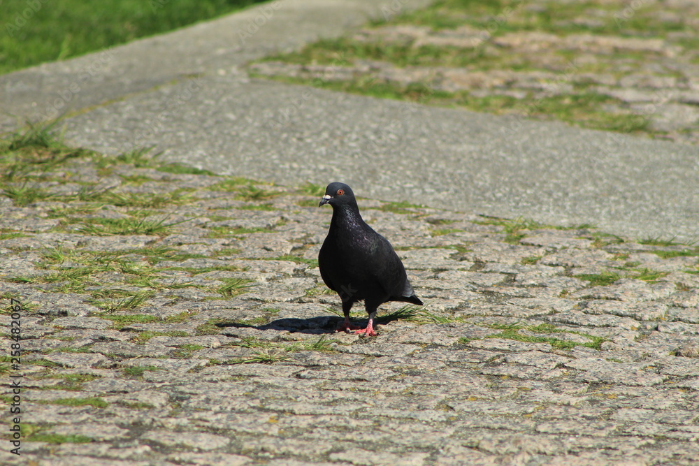 Obraz premium pigeon in park