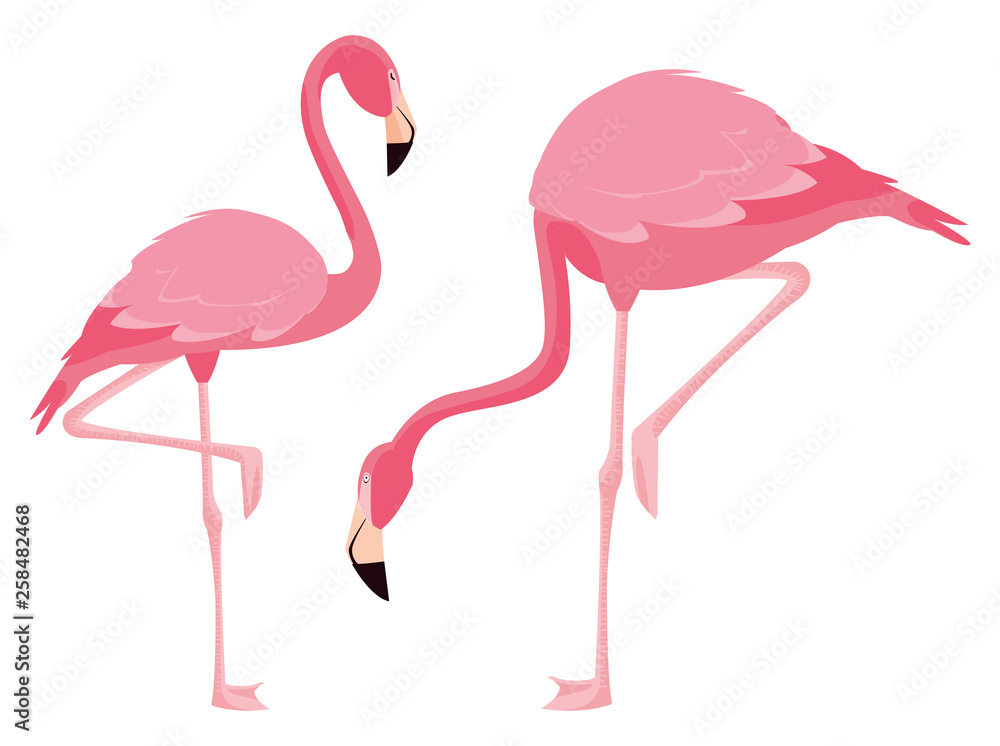 Fototapeta premium elegant flamingo birds couple
