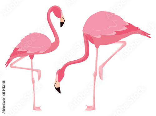 elegant flamingo birds couple