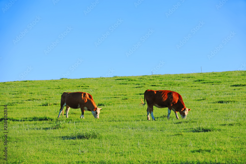 A herd of cattle on the prairie A herd of cattle on the prairie
