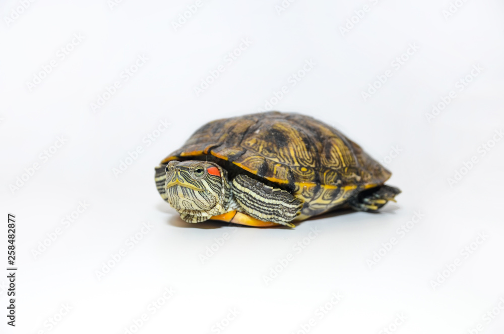 Obraz premium Red-Eared Slider Tortoise isolated on white background