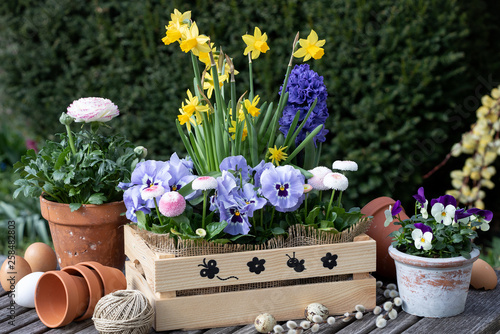 Gartendekoration mit Frühlingsblumen und Tontöpfen