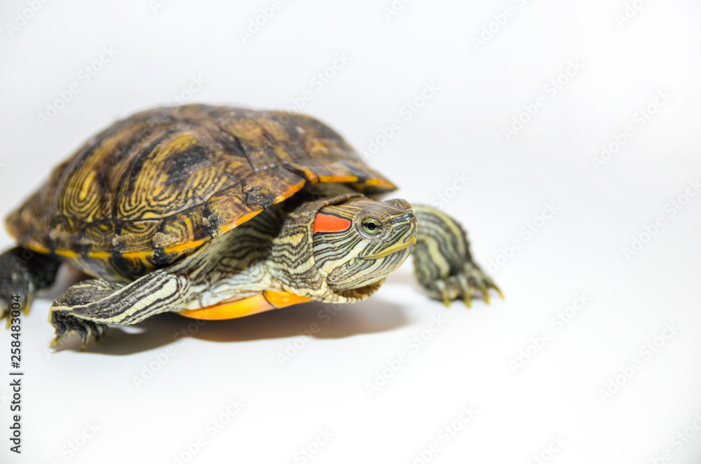 Red-Eared Slider Tortoise isolated on white background Red-Eared Slider Tortoise isolated on white background