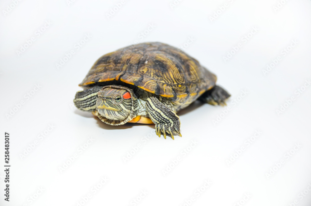 Red-Eared Slider Tortoise isolated on white background Red-Eared Slider Tortoise isolated on white background
