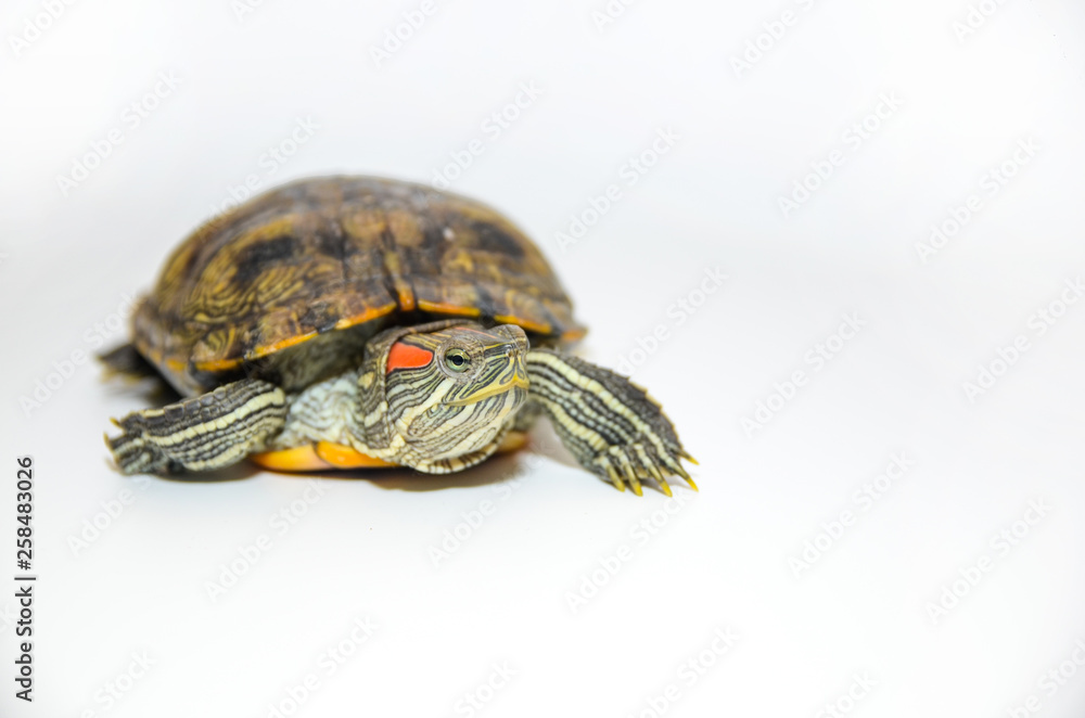 Red-Eared Slider Tortoise isolated on white background Red-Eared Slider Tortoise isolated on white background