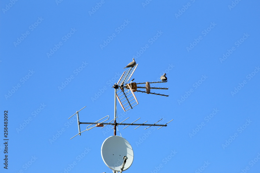 weather vane