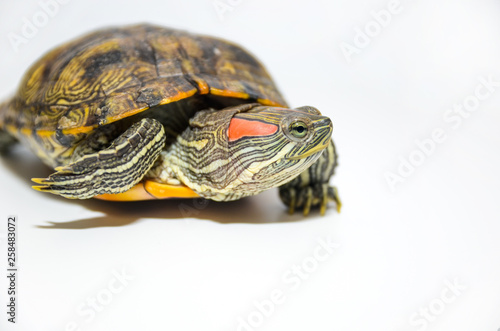 Red-Eared Slider Tortoise isolated on white background