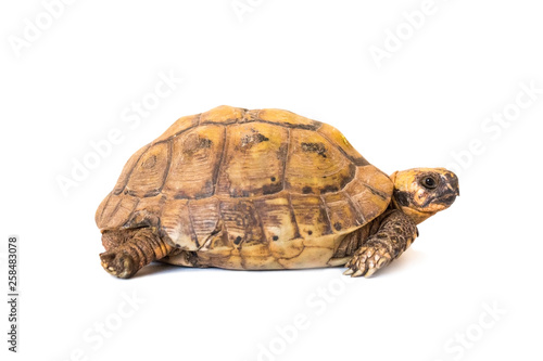 little brown turtle isolated on white background, close-up 