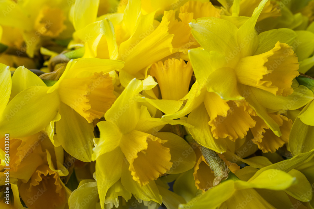 Set of flowers of Narcissuses. Bouquet of bright spring colors