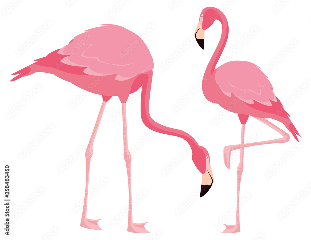 Fototapeta premium elegant flamingo birds couple
