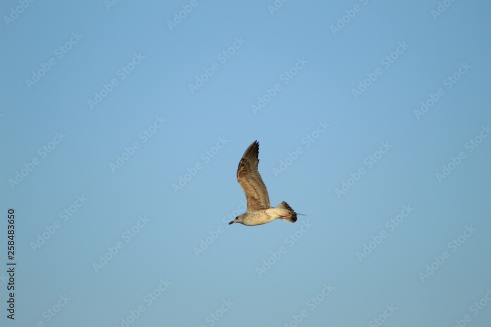 Obraz premium flying seagull