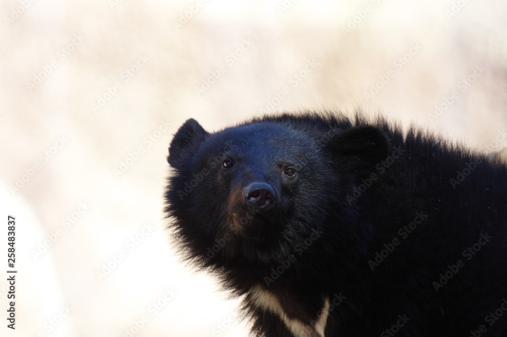 Fototapeta premium ツキノワグマ