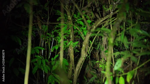 Wild jaguar in the Peruvian rainforest, Tambopata National Reserve photo