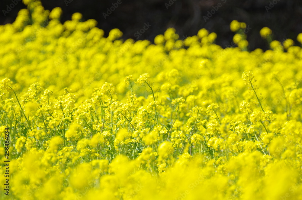 Obraz premium 菜の花畑