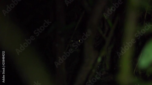 Wild jaguar in the Peruvian rainforest, Tambopata National Reserve photo