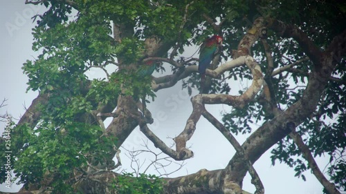 Scarlet macaw in the tree and fly photo