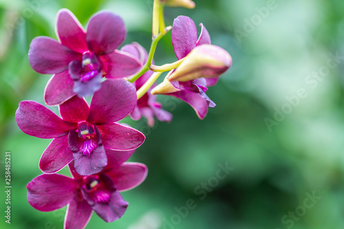 Orchid flower in orchid garden at winter or spring day for beauty and agriculture concept design. Dendrobium Orchid.