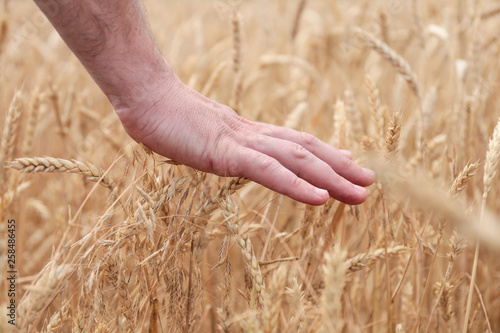 Male hand touching a golden wheat ear in the wheat field