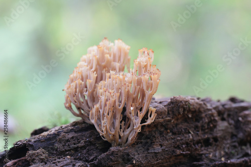 Artomyces pyxidatus,  commonly called crown coral or crown-tipped coral fungus photo