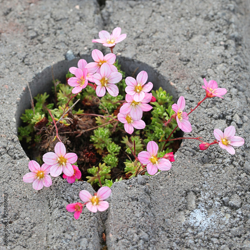 Saxifraga × arendsi, commonly called mossy saxifrage or mossy rockfoil photo