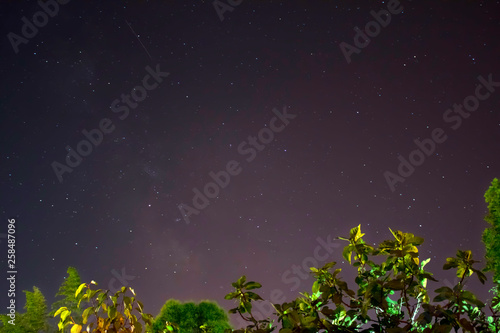 Starry sky with green trees
