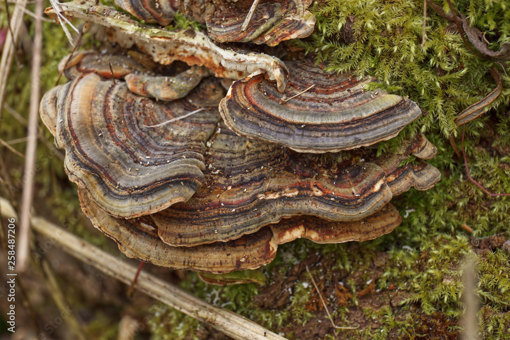 Turkey tail fungus, Trametes versicolor, growing on a mossy stump Turkey tail fungus, Trametes versicolor, growing on a mossy stump