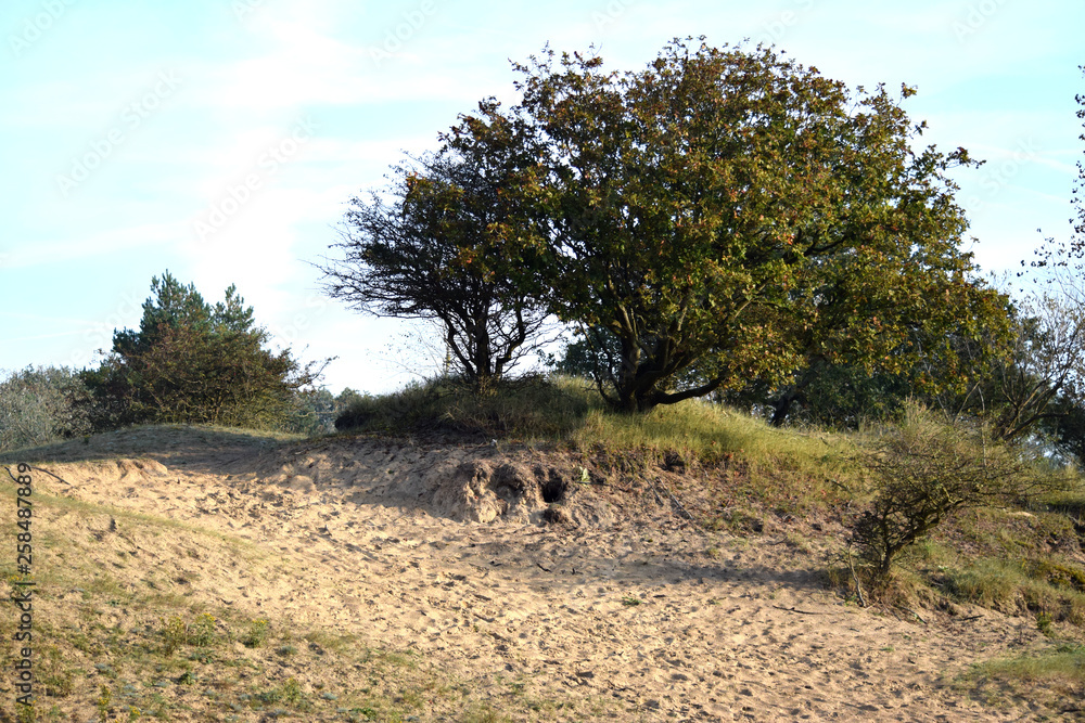 Amsterdam water supply dunes, Dutch dune landscape Amsterdam water supply dunes, Dutch dune landscape