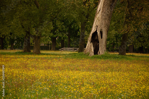 Obraz na plátně flowery forest meadow, in Groenendaal Heemstede the Netherlands
