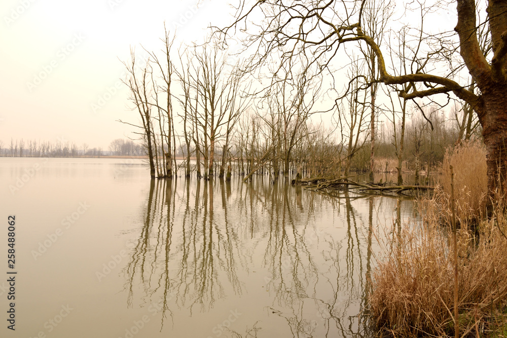 Biesbosch the Netherlands, reflection in water of dead wood and dead trees Biesbosch the Netherlands, reflection in water of dead wood and dead trees
