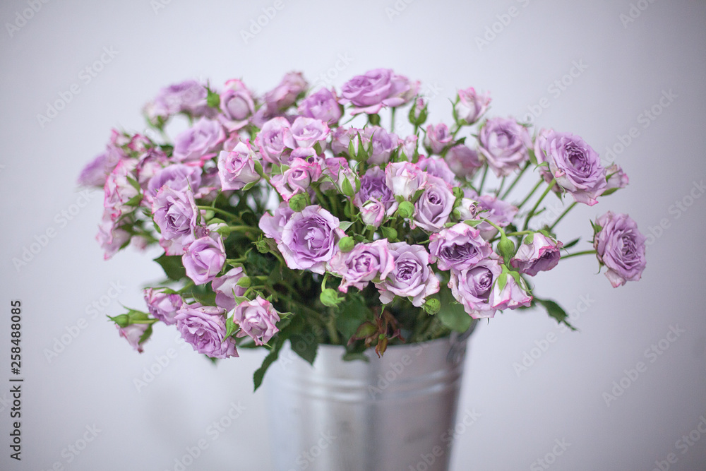 violet rose on a blurred background in an aluminum bucket violet rose on a blurred background in an aluminum bucket