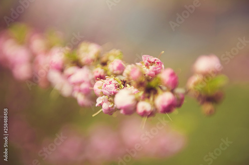 pink flowers in garden © Rebecca Hammer