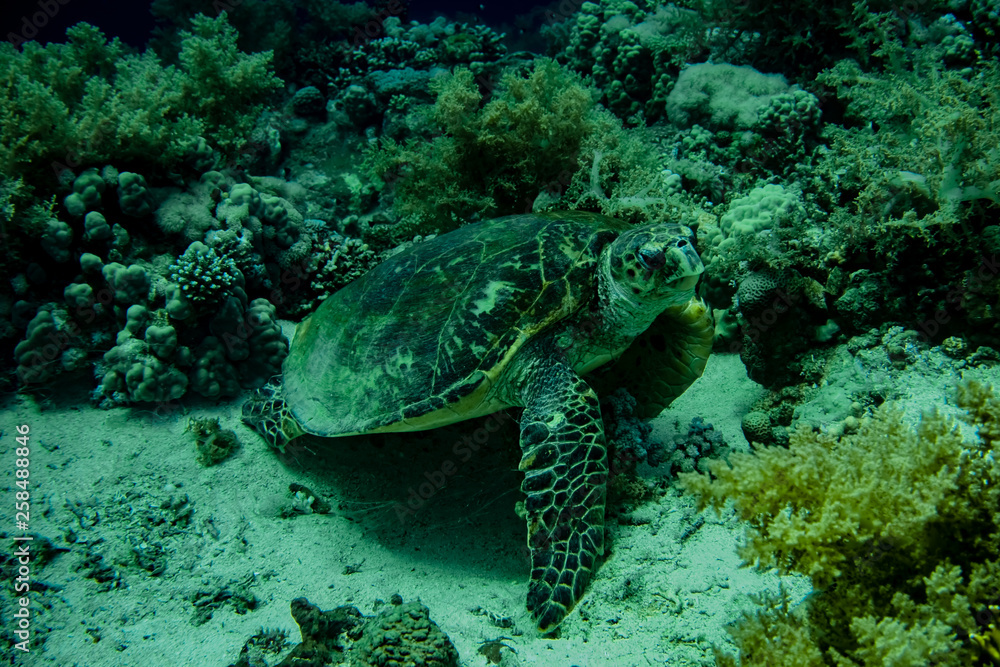 Fototapeta premium Grüne Meeresschildkröte