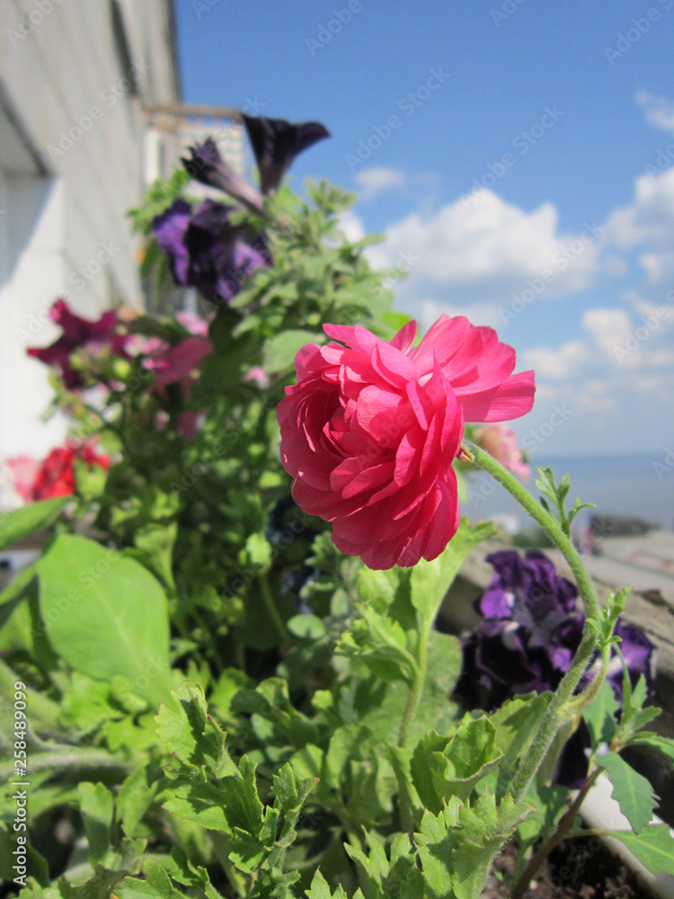 Beautiful urban flowering garden on the balcony. Pink flower of Ranunculus asiaticus or Persian buttercup on foreground.