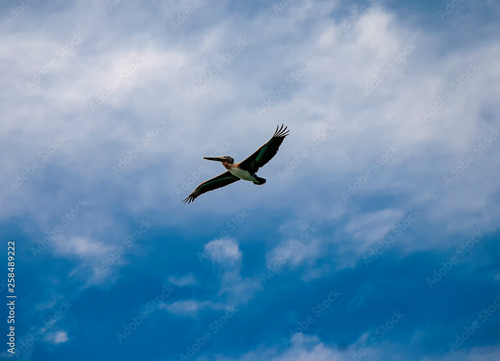 Brown Pelicans (Pelecanus occidentalis) Brown Pelicans (Pelecanus occidentalis)