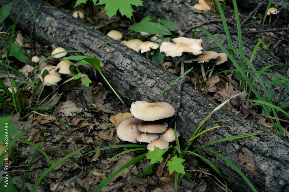 Fallen trees and mushrooms in the forest. Fallen trees and mushrooms in the forest.
