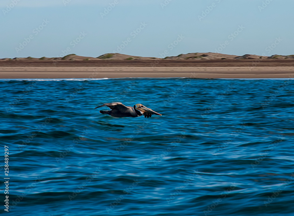 Fototapeta premium Brown Pelicans (Pelecanus occidentalis)